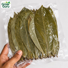 Dried Soursop Leaves Guanabana Graviola Annona Organic Guanabana Herbal Tea