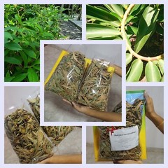 500g Ceylon Thebu Leaves Costus Natural Insulin Plant Organic Diabetic Tea