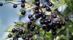 WholeSALE!! ORGANIC Elderberry PREMIUM Dried Whole-4 oz, 1 lb.