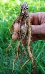 COMFREY ROOT Extract Digestion WOUND HEAL Tonic Organic Folk Remedy Tincture ~