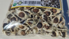 Moringa, Organic moringa Oleifera,Premium moringa seeds, semillas de moringa 4oz