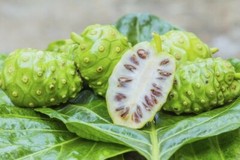 Noni Fruit Powder | 4oz to 5lb | 100% Pure Natural Hand Crafted