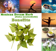 Dried Mexican Dream Herb Calea Zacatechichi Lucid Herbal Organic Tea Leaves