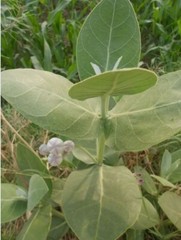 120g Calotropis Procera Leaf Powder – Sodom Apple Ceylon Dried Herbal Leaves