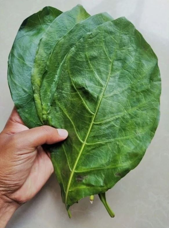 55+ Organic Dried Noni Leaves Herbal Morinda Citrifolia Indian Mulberry Tea