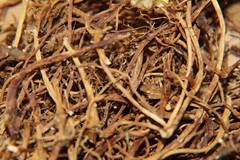 Mandrake Root – Whole Dried Root, Appalachian Mountains Wild Harvest