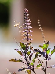 Tulsi & Anise Hyssop Tincture – Ocimum Tenuiflorum & Agastache Foeniculu