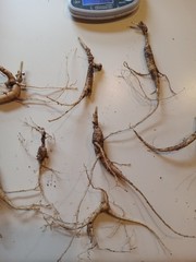 Wild New York Catskill Mountain Region Ginseng Root 28.9 Grams Fresh