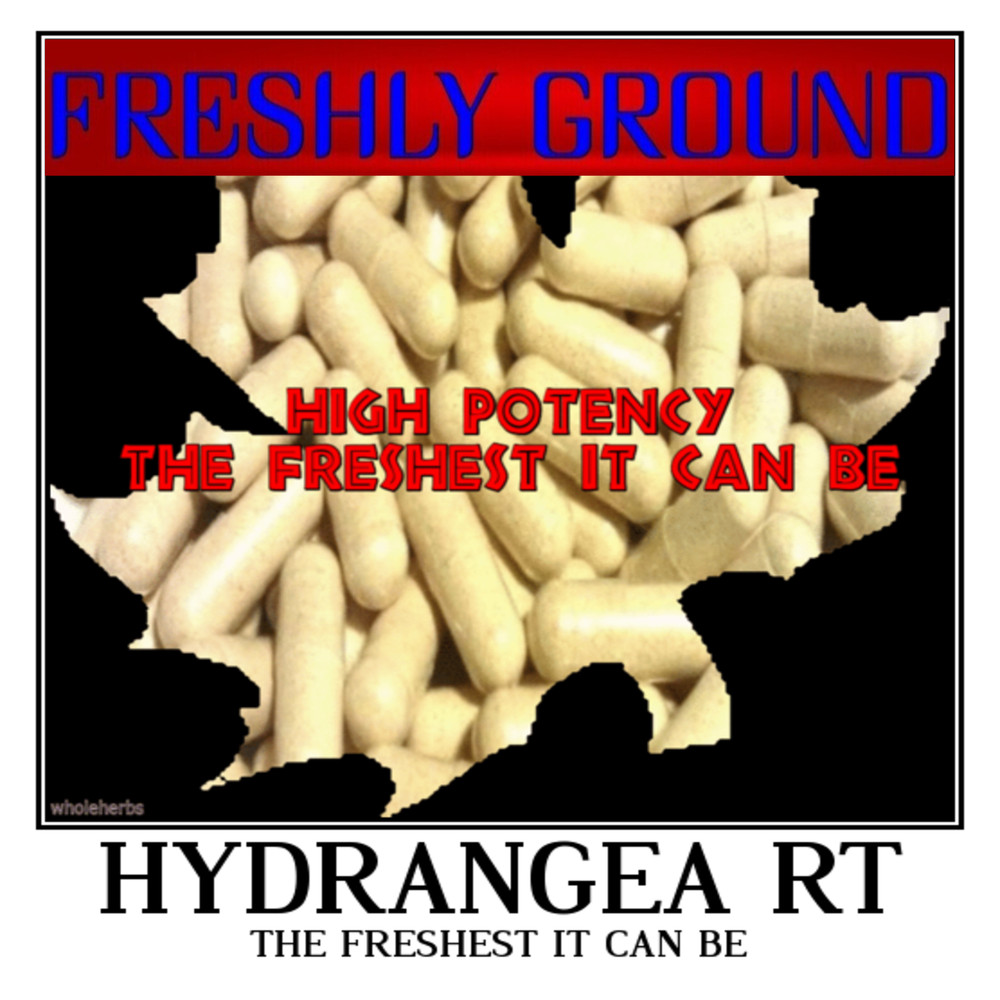 HYDRANGEA ROOT Quality Fresh Ground The Freshest It Can Be 100 V Capsules