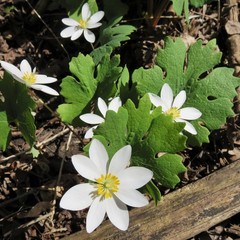 Bloodroot Tincture, Wild Organic Sanguinaria Canadensis Herbal Extract