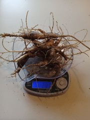 Wild New York Catskill Mountain Region Ginseng Root 28.9 Grams Fresh