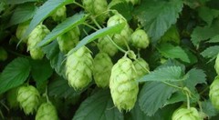 WholeSALE!! Hops Flowers PREMIUM Powder-4 oz, 1, 2, 5 lbs.
