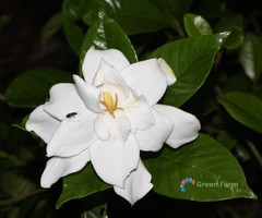 2 Bulbs Gardenia Jasminoides Cape Jasmine Heirloom Strong Fragrant Home Garden