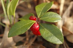 Pure Herbs: Wintergreen Oil – 1 oz.