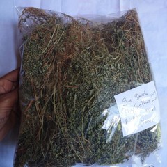 70g Phyllanthus Niruri Chanca Piedra Stone Breaker Pure Dried Herb Gale of Wind