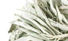 Whole White Sage – Wild Crafted – Premium Quality