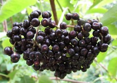 WHOLESALE!! WILD ELDERBERRY WHOLE BLACK DRIED BULK TEA NON-GMO-1-5 LBS