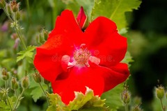 WholeSALE!! Red Rose Petals PREMIUM Dried Whole-4 oz, 1 lb.