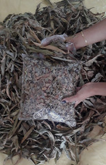 30g Ceylon Dried Thebu Cut Leaf canereed Costus Natural organic Insulin leaves