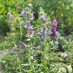 10 Seeds Hyssopus Officinalis Hyssop Bright Flowering Plants Pleasant Fragrance