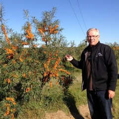 Consa Sea Buckthorn Berry Dried 100 Gm Antioxidant Sourced From Ladakh