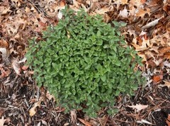 Catnip Leaf| Whole or Powder | 1/4/8oz | Natural Calm for Cats & Human Digestive