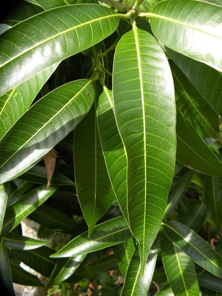 100% Authentic Jamaican Sun Dried Mango Leaves