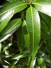 100% Authentic Jamaican Sun Dried Mango Leaves